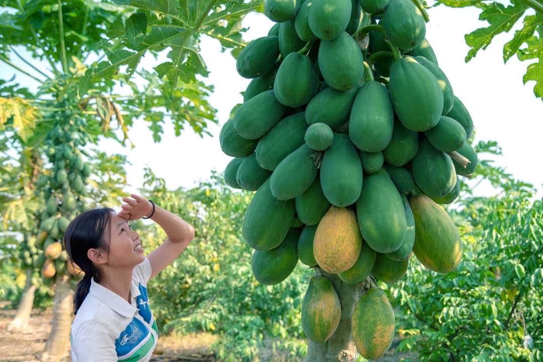 中山民众雄基果园木瓜