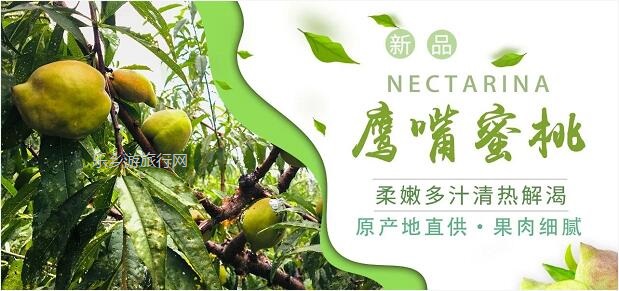 <a href=http://www.lexiangyou.org/xiangcunlvyou/ target=_blank class=infotextkey>乡村旅游</a>：【蜜桃熟啦】果形端美，肉质脆嫩，清甜爽口