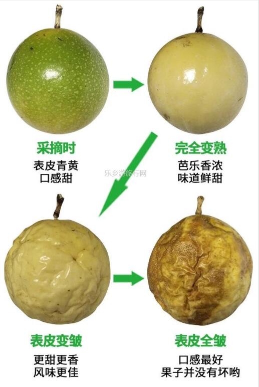 <a href=http://www.lexiangyou.org/xiangcunlvyou/ target=_blank class=infotextkey>乡村旅游</a>：散发着金色闪光的果实—黄金百香果