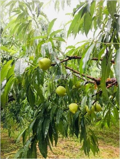 <a href=http://www.lexiangyou.org/xiangcunlvyou/ target=_blank class=infotextkey>乡村旅游</a>:【蜜桃熟啦】果形端美,肉质脆嫩,清甜爽口