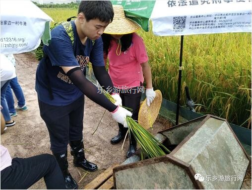 <a href=http://www.lexiangyou.org/xiangcunlvyou/ target=_blank class=infotextkey>乡村旅游</a>：采摘番石榴，体验收割稻谷