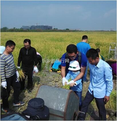 <a href=http://www.lexiangyou.org/xiangcunlvyou/ target=_blank class=infotextkey>乡村旅游</a>：采摘番石榴，体验收割稻谷