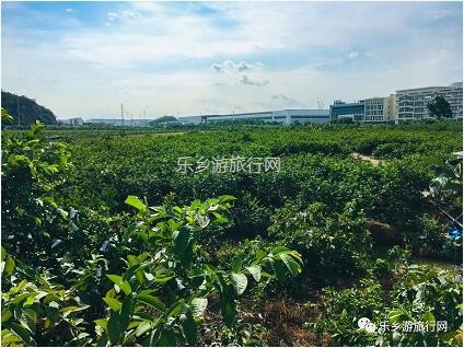 <a href=http://www.lexiangyou.org/xiangcunlvyou/ target=_blank class=infotextkey>乡村旅游</a>：采摘番石榴，体验收割稻谷