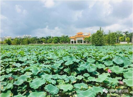 <a href=http://www.lexiangyou.org/xiangcunlvyou/ target=_blank class=infotextkey>乡村旅游</a>：采摘番石榴，体验收割稻谷