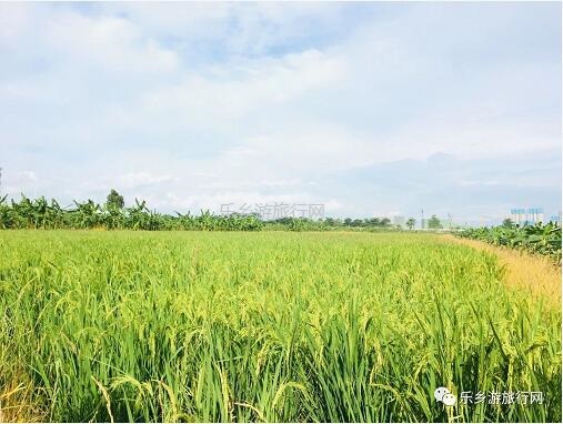 <a href=http://www.lexiangyou.org/xiangcunlvyou/ target=_blank class=infotextkey>乡村旅游</a>：采摘番石榴，体验收割稻谷