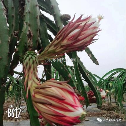 【夏日套餐】欣赏果花，品尝火龙果+农家美食