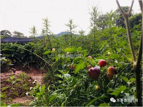 <a href=http://www.lexiangyou.org/xiangcunlvyou/ target=_blank class=infotextkey>乡村旅游</a>：世外桃源般的宁静，藏着令人回味的农家美食