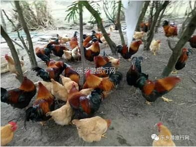 <a href=http://www.lexiangyou.org/xiangcunlvyou/ target=_blank class=infotextkey>乡村旅游</a>：世外桃源般的宁静，藏着令人回味的农家美食