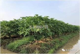 <a href=http://www.lexiangyou.org/xiangcunlvyou/ target=_blank class=infotextkey>乡村旅游</a>：水果丰收的季节，自游采摘品尝