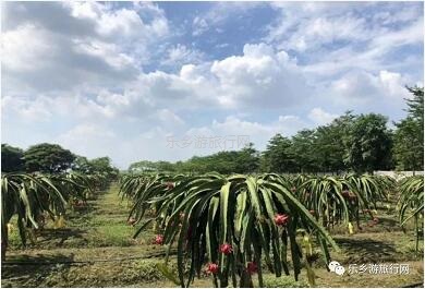 <a href=http://www.lexiangyou.org/xiangcunlvyou/ target=_blank class=infotextkey>乡村旅游</a>：水果丰收的季节，自游采摘品尝