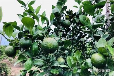 <a href=http://www.lexiangyou.org/xiangcunlvyou/ target=_blank class=infotextkey>乡村旅游</a>：水果丰收的季节，自游采摘品尝