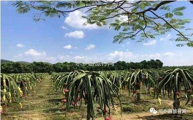 <a href=http://www.lexiangyou.org/xiangcunlvyou/ target=_blank class=infotextkey>乡村旅游</a>：水果丰收的季节，自游采摘品尝