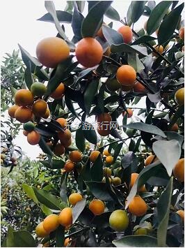 <a href=http://www.lexiangyou.org/xiangcunlvyou/ target=_blank class=infotextkey>乡村旅游</a>：水果丰收的季节，自游采摘品尝