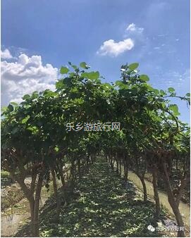 <a href=http://www.lexiangyou.org/xiangcunlvyou/ target=_blank class=infotextkey>乡村旅游</a>：水果丰收的季节，自游采摘品尝