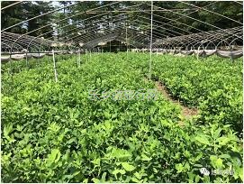 <a href=http://www.lexiangyou.org/xiangcunlvyou/ target=_blank class=infotextkey>乡村旅游</a>：水果丰收的季节，自游采摘品尝