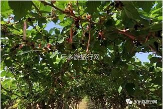 <a href=http://www.lexiangyou.org/xiangcunlvyou/ target=_blank class=infotextkey>乡村旅游</a>：水果丰收的季节，自游采摘品尝