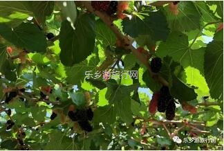 <a href=http://www.lexiangyou.org/xiangcunlvyou/ target=_blank class=infotextkey>乡村旅游</a>：水果丰收的季节，自游采摘品尝