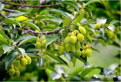 <a href=http://www.lexiangyou.org/xiangcunlvyou/ target=_blank class=infotextkey>乡村旅游</a>：秋天凉爽，一起参加五桂沉香文化之旅