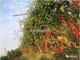 <a href=http://www.lexiangyou.org/xiangcunlvyou/ target=_blank class=infotextkey>乡村旅游</a>：水果丰收的季节，自游采摘品尝
