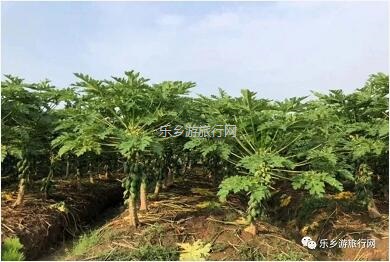 <a href=http://www.lexiangyou.org/xiangcunlvyou/ target=_blank class=infotextkey>乡村旅游</a>：水果丰收的季节，自游采摘品尝