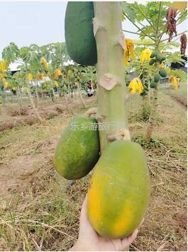 <a href=http://www.lexiangyou.org/xiangcunlvyou/ target=_blank class=infotextkey>乡村旅游</a>：国庆假期，10+项活动任玩，还有必吃的水乡美食！
