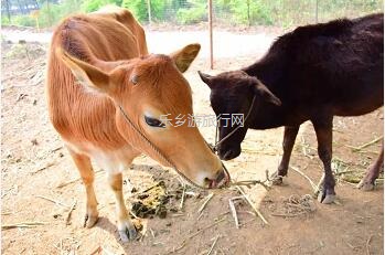 <a href=http://www.lexiangyou.org/xiangcunlvyou/ target=_blank class=infotextkey>乡村旅游</a>：国庆假期，10+项活动任玩，还有必吃的水乡美食！