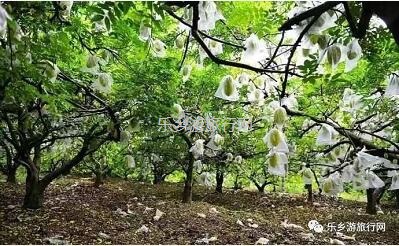 <a href=http://www.lexiangyou.org/xiangcunlvyou/ target=_blank class=infotextkey>乡村旅游</a>：皇帝柑熟啦！时令水果任摘任吃，赠送亲子游船+钓鱼
