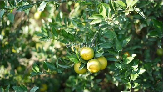 <a href=http://www.lexiangyou.org/xiangcunlvyou/ target=_blank class=infotextkey>乡村旅游</a>：皇帝柑熟啦！时令水果任摘任吃，赠送亲子游船+钓鱼