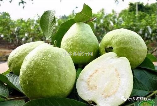 <a href=http://www.lexiangyou.org/xiangcunlvyou/ target=_blank class=infotextkey>乡村旅游</a>：皇帝柑熟啦！时令水果任摘任吃，赠送亲子游船+钓鱼