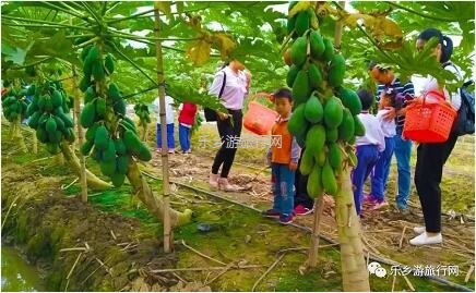 <a href=http://www.lexiangyou.org/xiangcunlvyou/ target=_blank class=infotextkey>乡村旅游</a>：皇帝柑熟啦！时令水果任摘任吃，赠送亲子游船+钓鱼