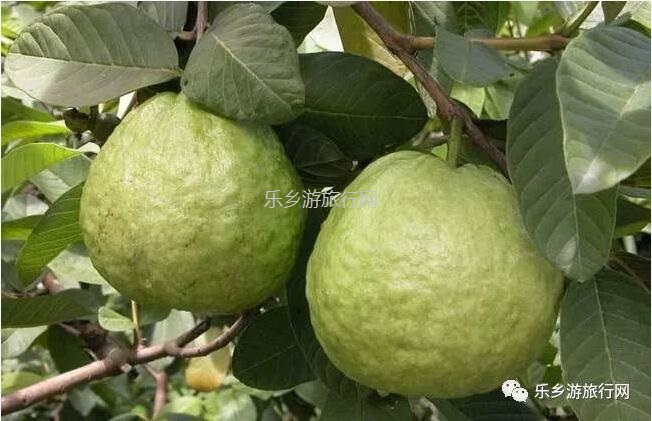 <a href=http://www.lexiangyou.org/xiangcunlvyou/ target=_blank class=infotextkey>乡村旅游</a>：皇帝柑熟啦！时令水果任摘任吃，赠送亲子游船+钓鱼