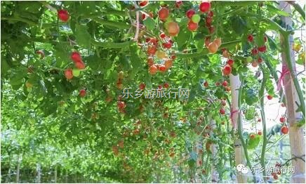 <a href=http://www.lexiangyou.org/xiangcunlvyou/ target=_blank class=infotextkey>乡村旅游</a>：皇帝柑熟啦！时令水果任摘任吃，赠送亲子游船+钓鱼