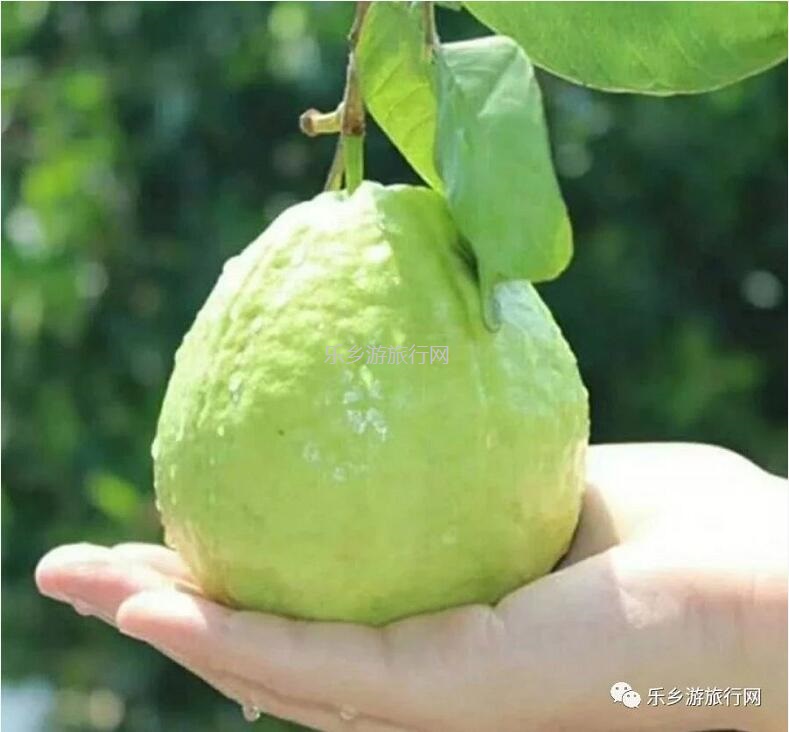 <a href=http://www.lexiangyou.org/xiangcunlvyou/ target=_blank class=infotextkey>乡村旅游</a>：皇帝柑熟啦！时令水果任摘任吃，赠送亲子游船+钓鱼