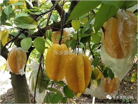 <a href=http://www.lexiangyou.org/xiangcunlvyou/ target=_blank class=infotextkey>乡村旅游</a>：皇帝柑熟啦！时令水果任摘任吃，赠送亲子游船+钓鱼