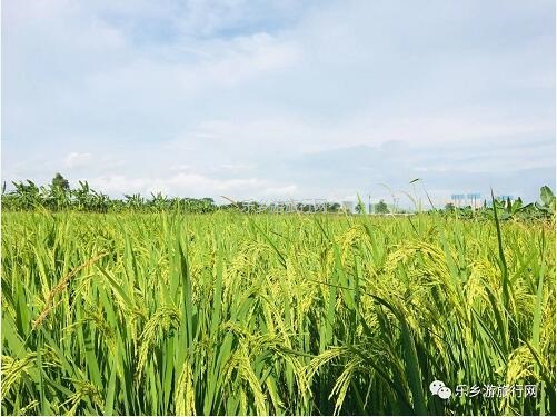 <a href=http://www.lexiangyou.org/xiangcunlvyou/ target=_blank class=infotextkey>乡村旅游</a>：秋季时节，中山咸淡水交汇处盛产美味