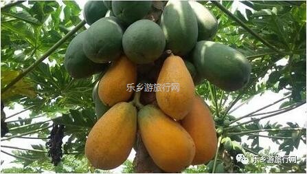 <a href=http://www.lexiangyou.org/xiangcunlvyou/ target=_blank class=infotextkey>乡村旅游</a>：赏秋色、品水果，绿道骑行；还可以放飞心中的梦想！