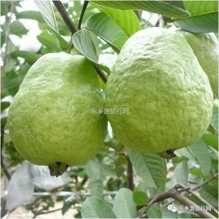 <a href=http://www.lexiangyou.org/xiangcunlvyou/ target=_blank class=infotextkey>乡村旅游</a>：赏秋色、品水果，绿道骑行；还可以放飞心中的梦想！