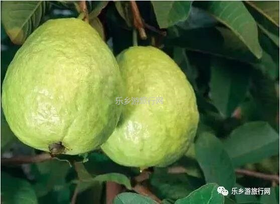 <a href=http://www.lexiangyou.org/xiangcunlvyou/ target=_blank class=infotextkey>乡村旅游</a>：赏秋色、品水果，绿道骑行；还可以放飞心中的梦想！