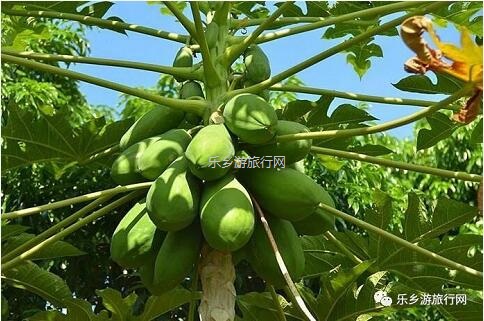 <a href=http://www.lexiangyou.org/xiangcunlvyou/ target=_blank class=infotextkey>乡村旅游</a>：赏秋色、品水果，绿道骑行；还可以放飞心中的梦想！