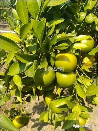 <a href=http://www.lexiangyou.org/xiangcunlvyou/ target=_blank class=infotextkey>乡村旅游</a>：赏秋色、品水果，绿道骑行；还可以放飞心中的梦想！