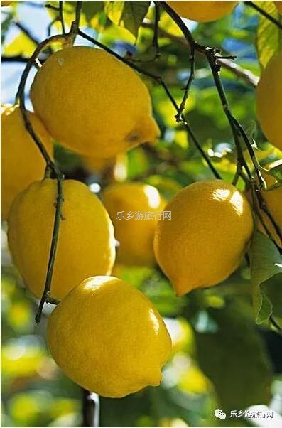 <a href=http://www.lexiangyou.org/xiangcunlvyou/ target=_blank class=infotextkey>乡村旅游</a>：赏秋色、品水果，绿道骑行；还可以放飞心中的梦想！