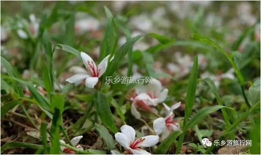 <a href=http://www.lexiangyou.org/xiangcunlvyou/ target=_blank class=infotextkey>乡村旅游</a>：公园里面景点众多：百花园、樱花园、杜鹃园、荷塘月色