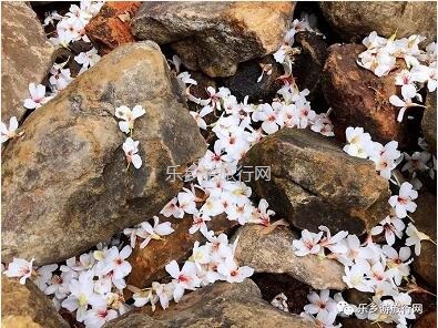 <a href=http://www.lexiangyou.org/xiangcunlvyou/ target=_blank class=infotextkey>乡村旅游</a>：公园里面景点众多：百花园、樱花园、杜鹃园、荷塘月色