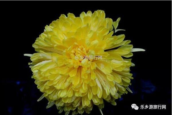 <a href=http://www.lexiangyou.org/xiangcunlvyou/ target=_blank class=infotextkey>乡村旅游</a>：今天开园！中山花海实景曝光，各款美食等你品尝