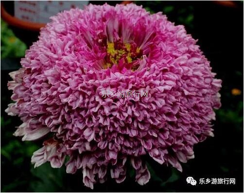 <a href=http://www.lexiangyou.org/xiangcunlvyou/ target=_blank class=infotextkey>乡村旅游</a>：今天开园！中山花海实景曝光，各款美食等你品尝