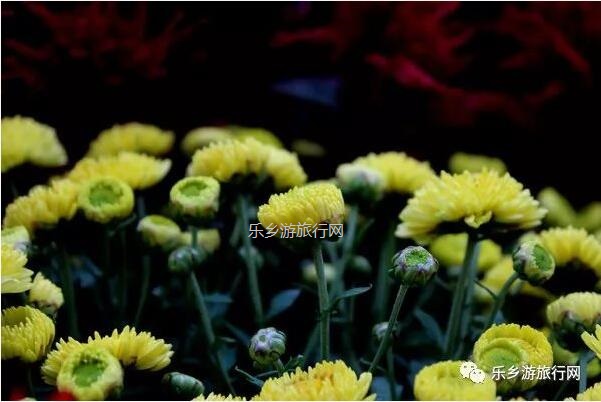 <a href=http://www.lexiangyou.org/xiangcunlvyou/ target=_blank class=infotextkey>乡村旅游</a>：今天开园！中山花海实景曝光，各款美食等你品尝