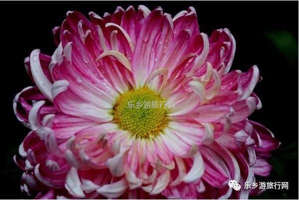 <a href=http://www.lexiangyou.org/xiangcunlvyou/ target=_blank class=infotextkey>乡村旅游</a>：今天开园！中山花海实景曝光，各款美食等你品尝