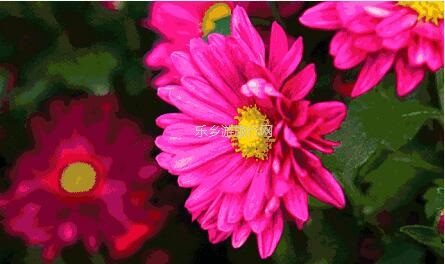 <a href=http://www.lexiangyou.org/xiangcunlvyou/ target=_blank class=infotextkey>乡村旅游</a>：今天开园！中山花海实景曝光，各款美食等你品尝