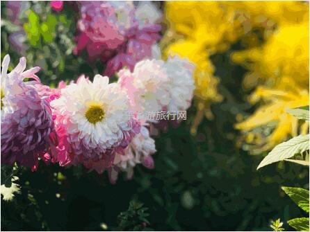 <a href=http://www.lexiangyou.org/xiangcunlvyou/ target=_blank class=infotextkey>乡村旅游</a>：今天开园！中山花海实景曝光，各款美食等你品尝