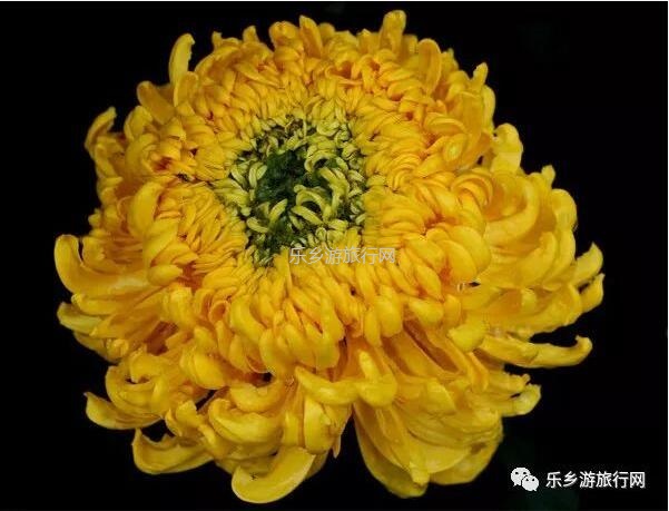 <a href=http://www.lexiangyou.org/xiangcunlvyou/ target=_blank class=infotextkey>乡村旅游</a>：今天开园！中山花海实景曝光，各款美食等你品尝